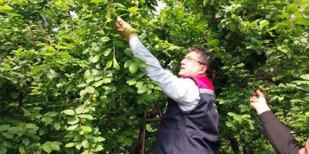 3 ay boyunca hasat edilecek: İlk ürünler 5.000 TL’den satışta 3